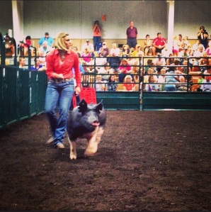 Showing my crossbred barrow in my tenth year of 4-H. 